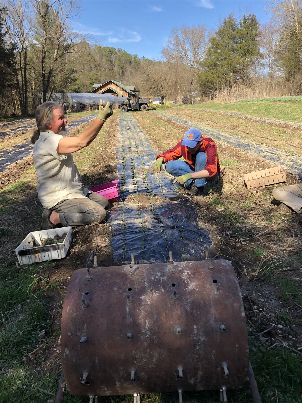 Volunteers transplanting seedlings in spring